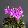 Mac's Sunset Serenade (G.McDonald) - VIOLETVIOL PLANTS COLLECTION