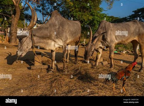 Indian white cow with long horns, Tharparkar cow otherwise known as ...