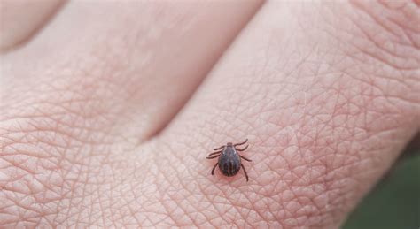 Tick Control Proven Pest Management For Homeowners