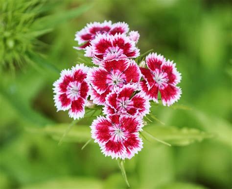 Oeillet De Po Te Semis Floraison Et Entretien