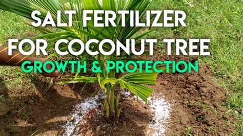 Use Of Salt As Organic Fertilizer And Protection For Coconut Tree