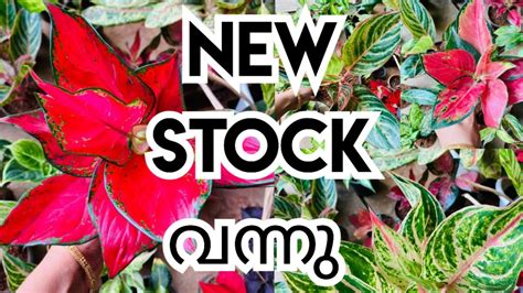 New Stock Aglaonema Aglaonema Sale