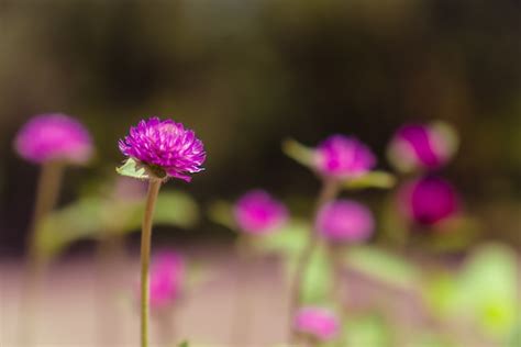 Quand le Trèfle rouge comble les rides Soigner par les plantes