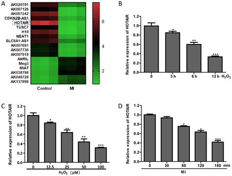 Investigating The Effect Of LncRNA HOTAIR On Apoptosis Induced By