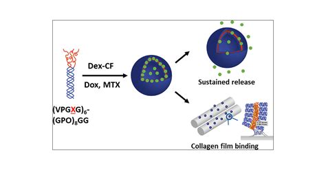 Controlled Release Of Drugs From Extracellular Matrix Derived Peptide