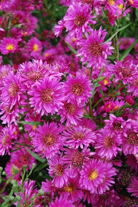 Aster Royal Ruby 2.5L - Springvale Garden Centre