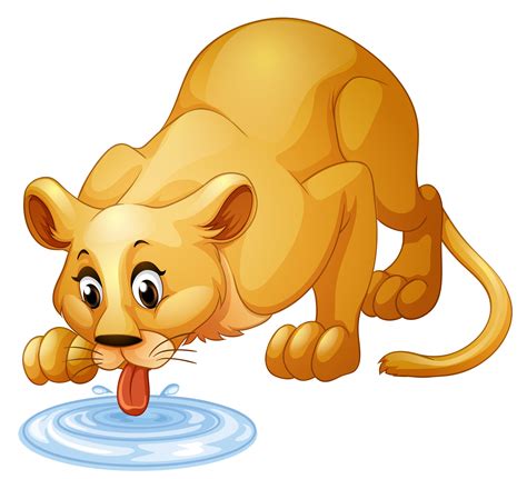 Lion drinking water from puddle 374935 Vector Art at Vecteezy