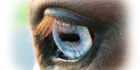 10 Fun Facts On The Horse’s Eyes – Insider Horse – Latest & Greatest ...