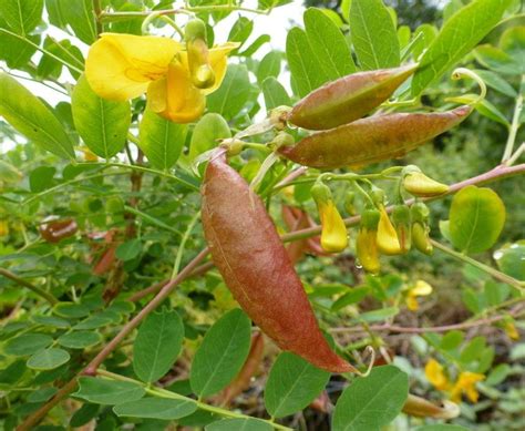 colutea alchetron   social encyclopedia