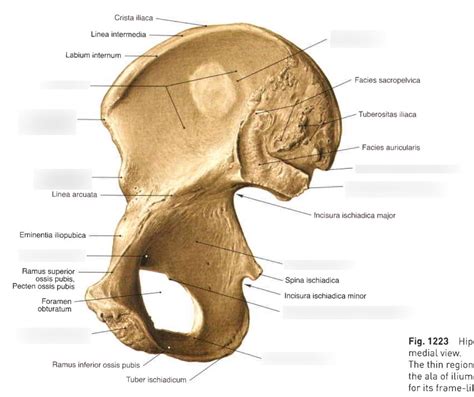 Os Coxae Medial View Diagram Quizlet