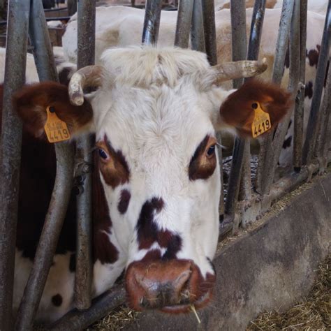 Tiergest Tzte Arbeit Mit Nutztieren Landwirtschaft Erleben In Der