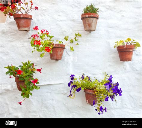 Pared De La Casa Planta En Macetas Arreglo Floral Paredes Plantas