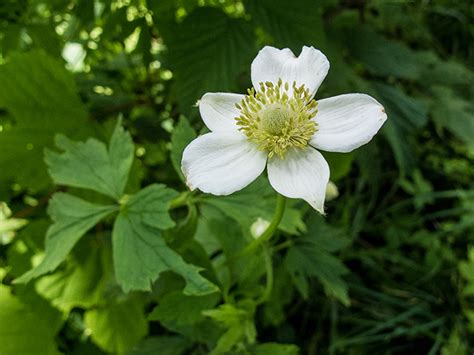 Anemone Virginiana Jersey Friendly Yards