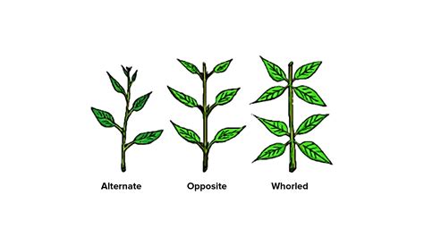 Alternate arrangement of leaves and opposite arrangement of leaves