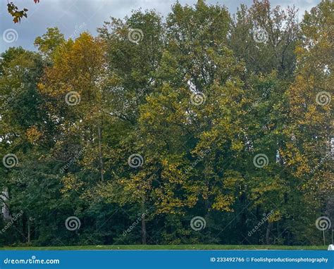 Rvores Folhas Amareladas Em Uma Manh De Outono Brilhante Foto De