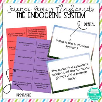 The Endocrine System Flashcards By The Productive Teacher TPT