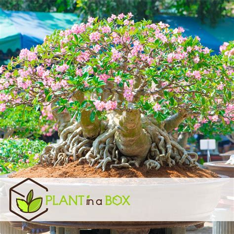 Adenium Obesum Set de 2 Roses du désert Pot 10 5cm Hauteur 25