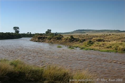 Mara River Photos, Mara River Images, Nature Wildlife Pictures ...