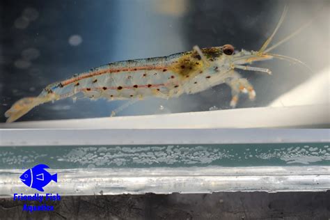 Amano Shrimp For Sale In Harlow Friendly Fish Aquatics