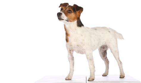 What Is The Ideal Weight For A Jack Russell Terrier