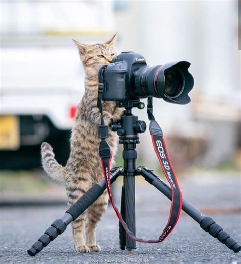 A cat behind the scenes : r/cats