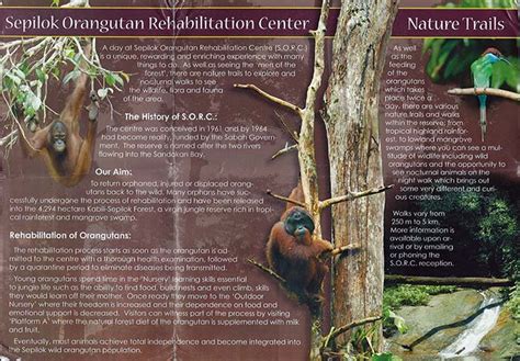 Meet the Borneo Apes 🦧 Sepilok Orangutan Rehabilitation Center