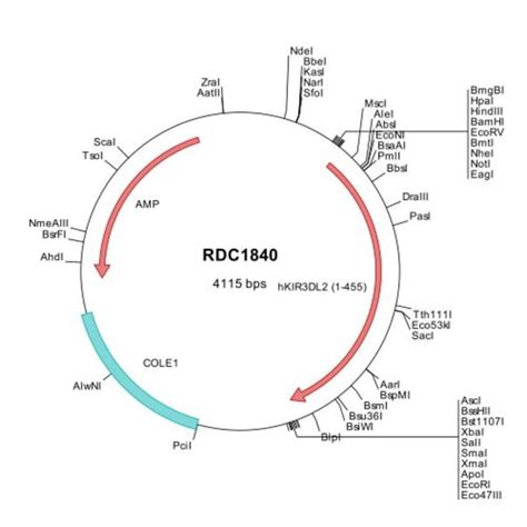 R D Systems Human Kir Dl Cd K Np Versaclone Cdna Quantity