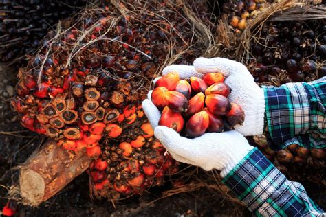 Indonesia's Palm Oil Industry Could Increase Profits by Embracing ...