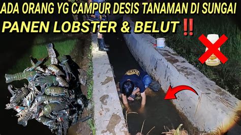 MAU NGOBOR BELUT TERNYATA INI PENYEBABAB SEMUA LOBSTER MATI D SUNGAI