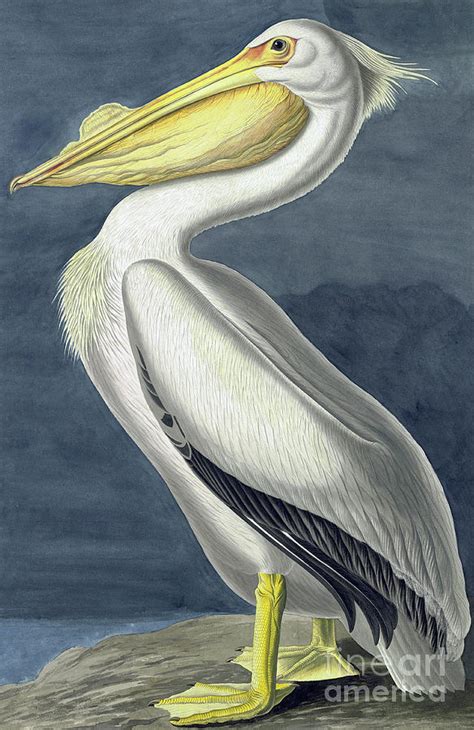 American White Pelican Pelecanus Erythrorhynchos By John James Audubon