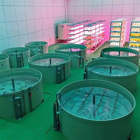 Ras Shrimp Farming Aquaculture Ras Systems Recirculating Aquaculture