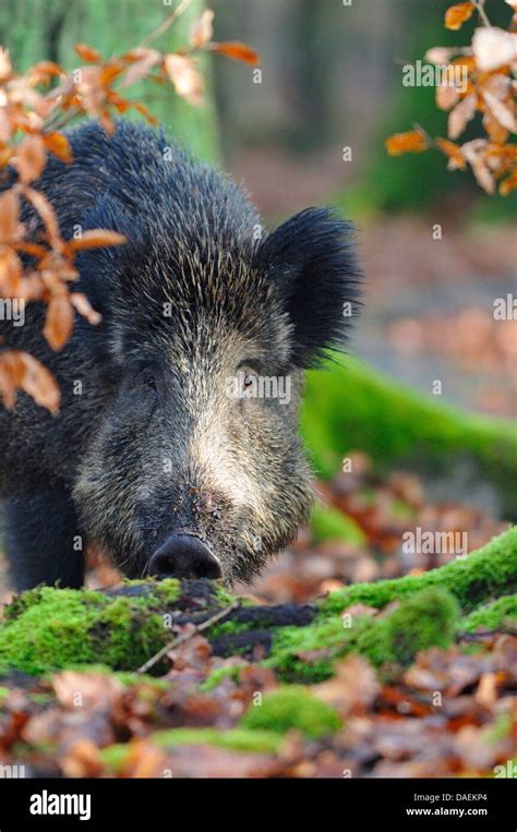 For Food At Mossy Roots On The Forest Ground Hi Res Stock Photography