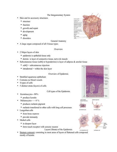 The Integumentary System • Skin and its accessory structures