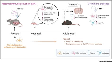 Prenatal Inflammation Shapes Microglial Immune Response Into Adulthood