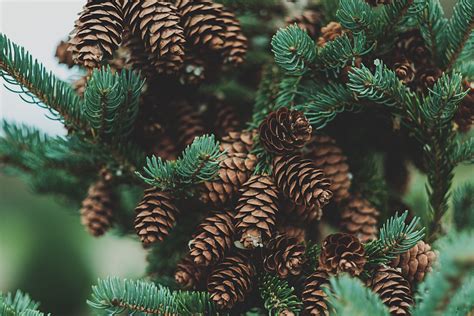 Benefits of Pine: 5 Reasons to Love our Precious Pines - Adore Your