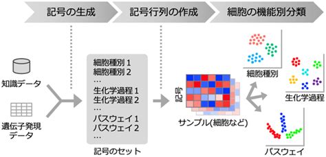 細胞の多面的な遺伝子解析ソフトウェアasuratを開発 ―専門家の経験に依存しない機能アノテーションを用いた細胞分類法―｜研究成果｜大阪