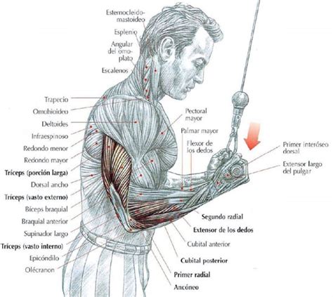 Los 5 Consejos Para Que Mejores Tus Tríceps Como Deseas