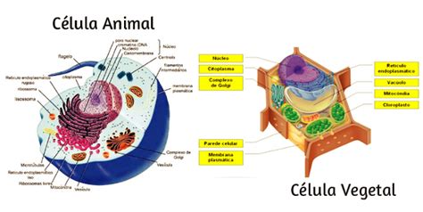 Celula Vegetal E Animal Diferença - Célula animal e célula vegetal diferenças e resumo escolar
