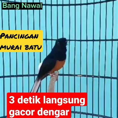 pancingan murai batu  detik langsung gacor dengarshorts