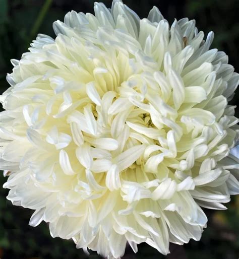 White Chrysanthemum Flower — Stock Photo © Nikonite 6464615