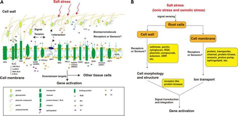 plant salinity sensors current understanding  future directions pmc