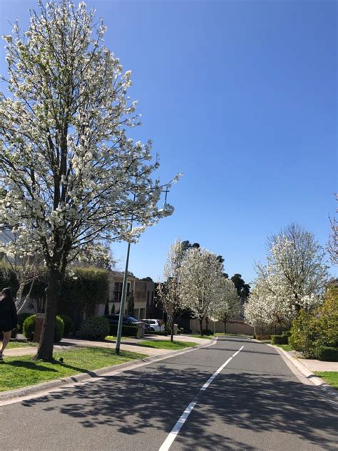 An Empty Street Lined With Trees And Bushes