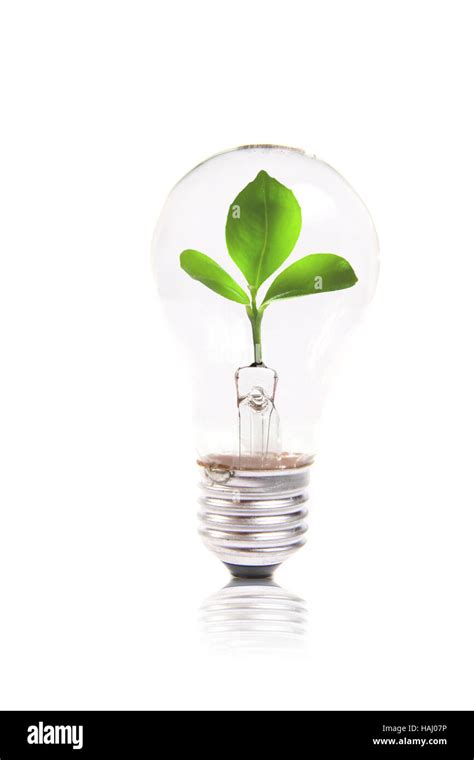 Eco Concept Lightbulb With Green Plant Inside Stock Photo Alamy