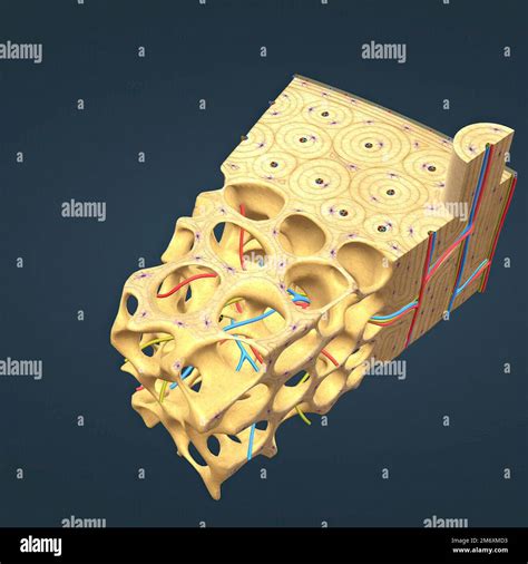 Hueso Largo Fotografías E Imágenes De Alta Resolución Alamy