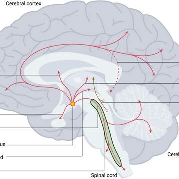 Histaminergic Projections In The Human Brain Histaminergic Cells Are