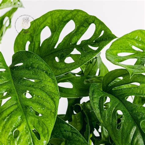 Monstera Monkey Mask | Monstera adansonii | Monkey Leaf