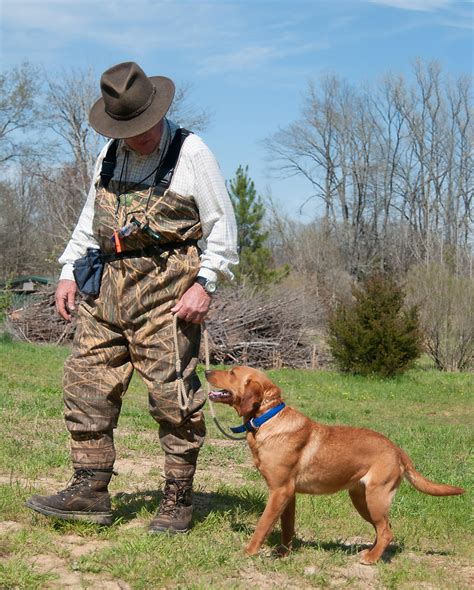 Best Duck Hunting Dogs | Outdoor Life