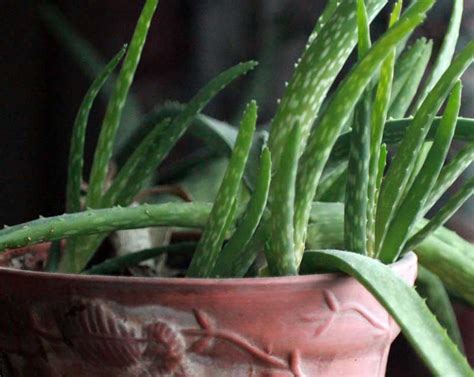 How to Care for Aloe Vera Plants - Seed Nursery