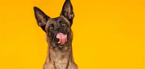 Why Is My Belgian Malinois Biting Me? Here’s Why & How to Stop the ...