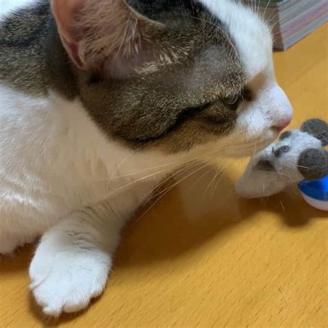 ひのき猫さんのインスタグラム写真 ひのき猫instagram「これは何でしょう？ 豆大福とオデコの毛で作ったパンダです笑 娘・作